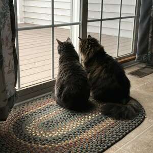 Fundraising Page: SUSAN LAMB